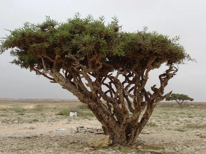 أهمية شجرة اللبان للاقتصاد العماني